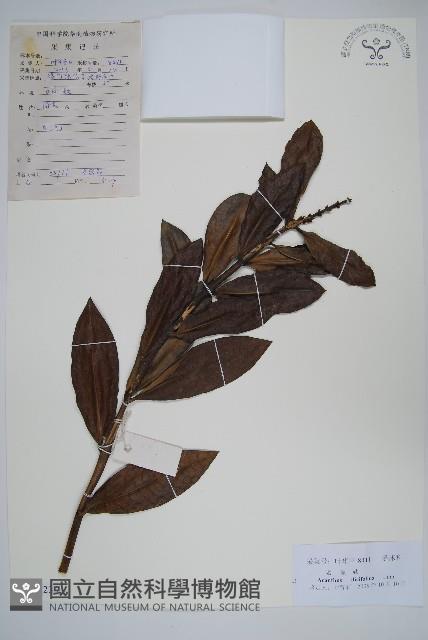 老鼠?、軟骨牡丹藏品圖，第1張