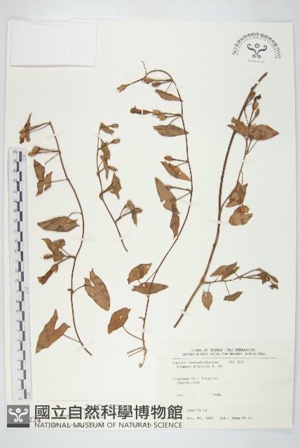 海牽牛藏品圖，第1張