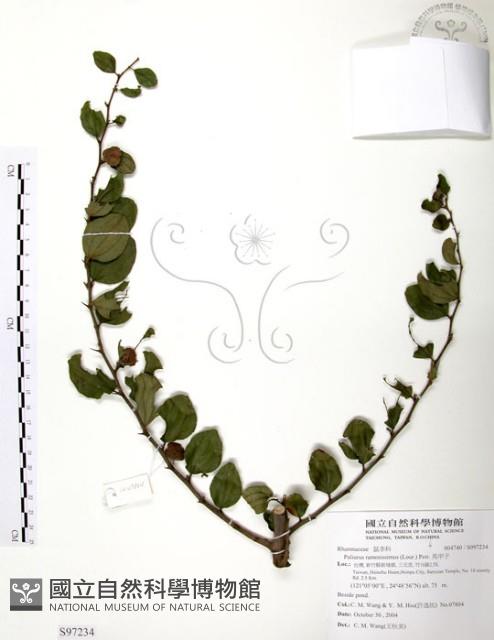 馬甲子藏品圖，第1張