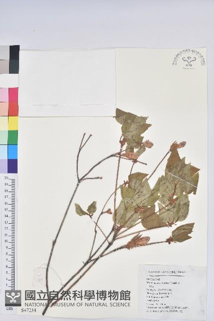 守城滿山紅、馬禮士杜鵑藏品圖，第1張