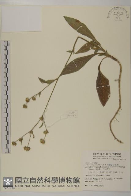 地膽草、毛蓮菜藏品圖，第1張