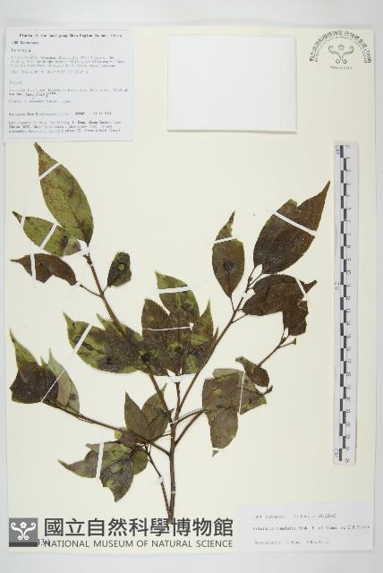 西藏青莢葉藏品圖，第1張