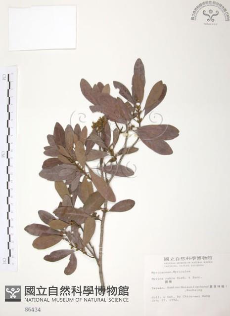 楊梅藏品圖，第1張