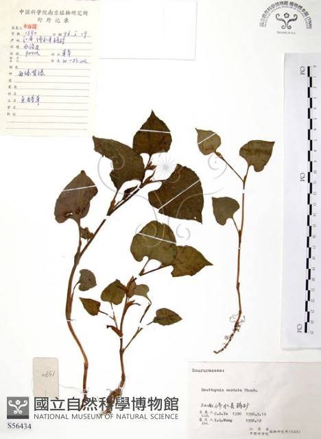 臭腥草、蕺菜藏品圖，第1張