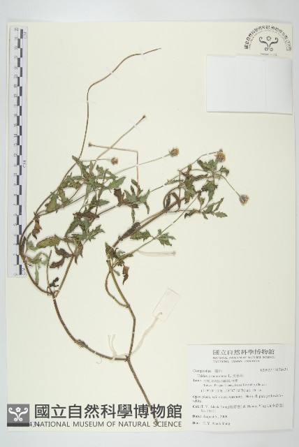 長柄菊藏品圖，第1張