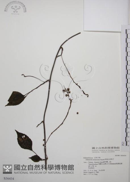 阿里山五味子藏品圖，第1張