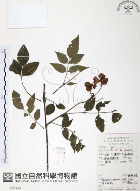 灰色木藍藏品圖，第1張
