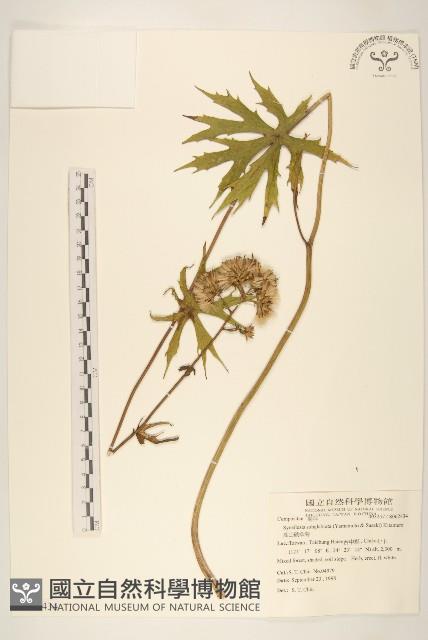 高山破傘菊藏品圖，第1張