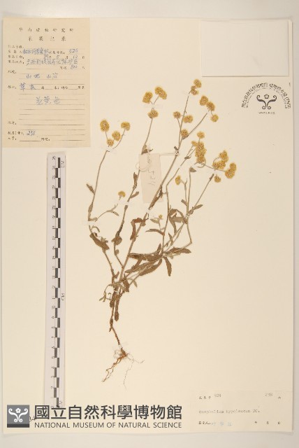 秋鼠麴草藏品圖，第1張