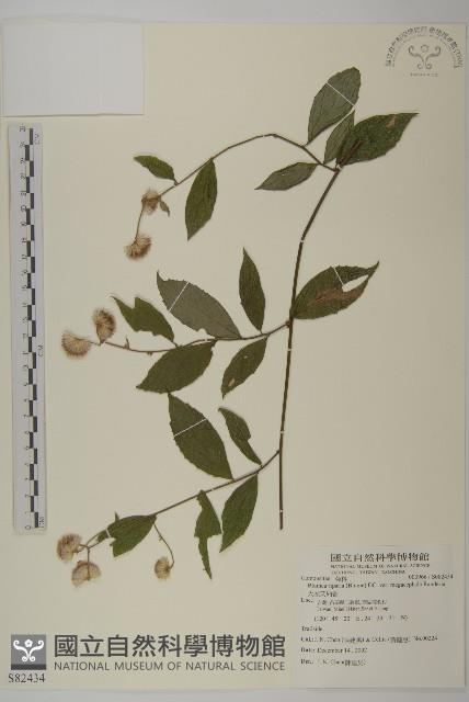 大頭艾納香藏品圖，第1張