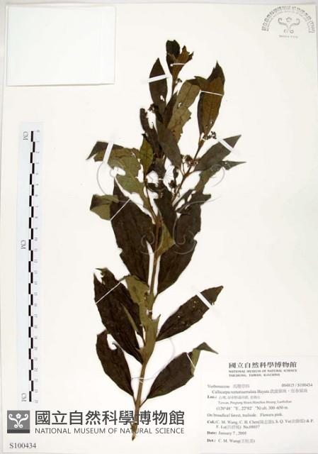 疏齒紫珠、恆春紫珠藏品圖，第1張