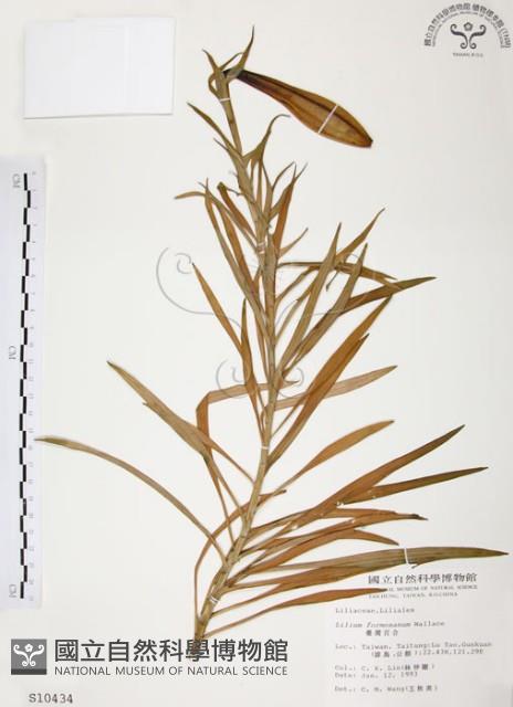 麝香百合藏品圖，第1張