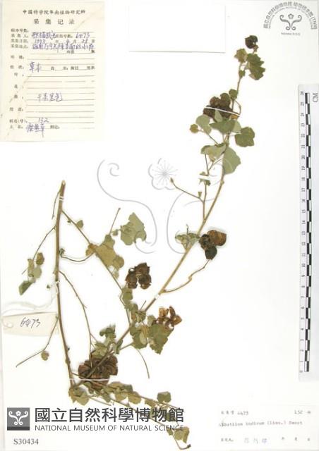 冬葵子藏品圖，第1張