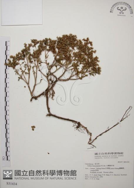 台灣佛甲草、石板菜藏品圖，第1張