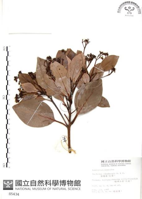 豬腳楠藏品圖，第1張