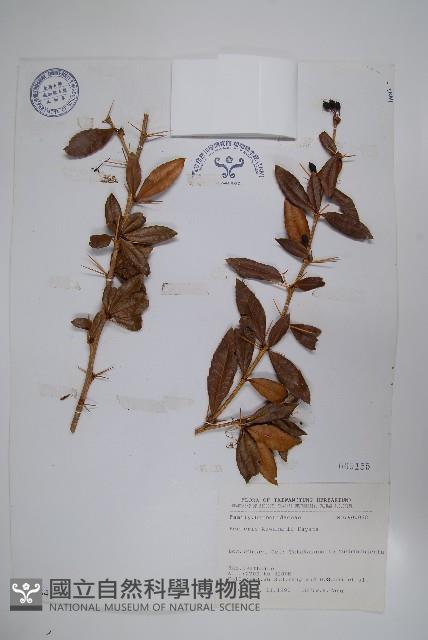 臺灣小蘗藏品圖，第1張