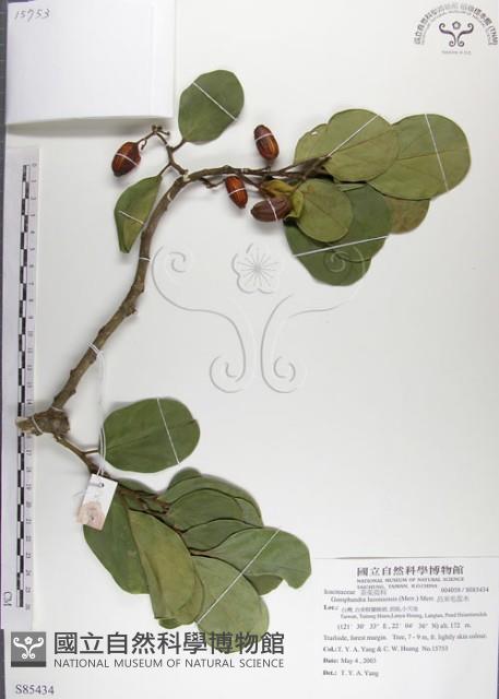 呂宋毛蕊木藏品圖，第1張