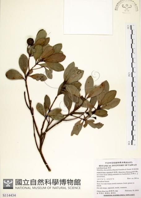 恆春楨楠藏品圖，第1張