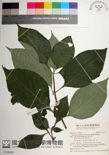 臺灣玉葉金花藏品圖，第1張