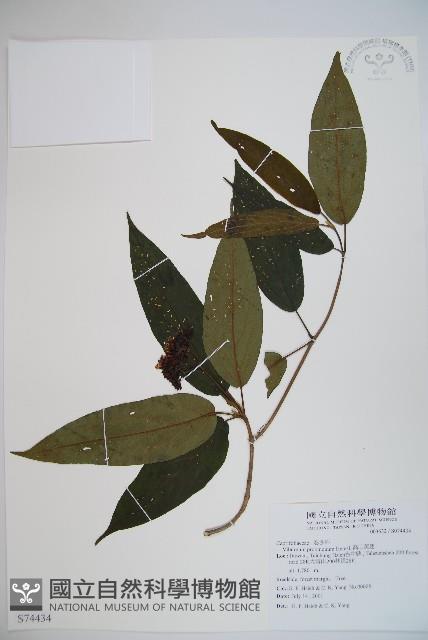 高山莢迷藏品圖，第1張