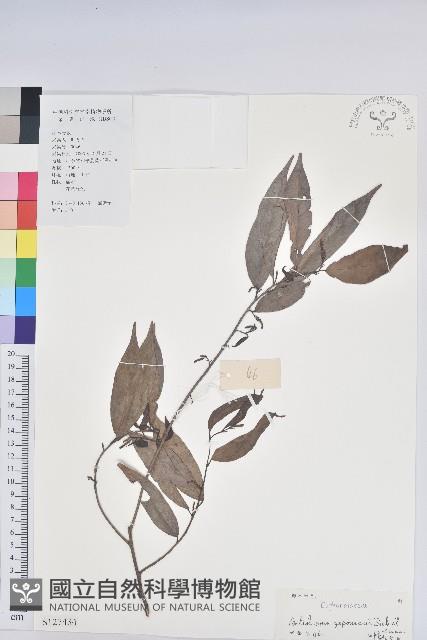 日本五月茶、南投五月茶藏品圖，第1張