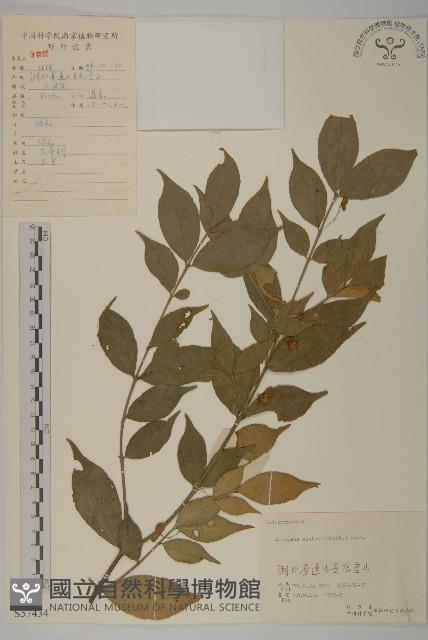 衛矛藏品圖，第1張