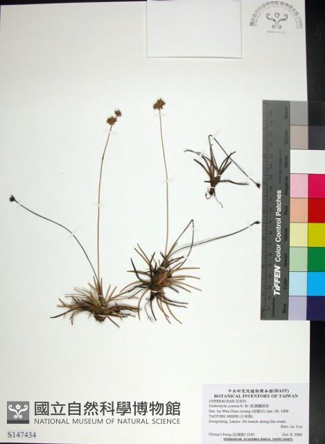 乾溝飄拂草藏品圖，第1張