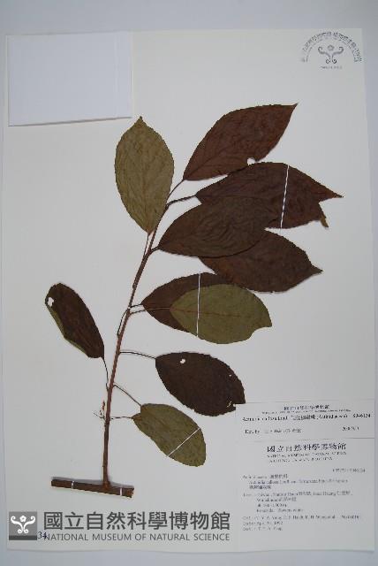 硬齒獼猴桃藏品圖，第1張