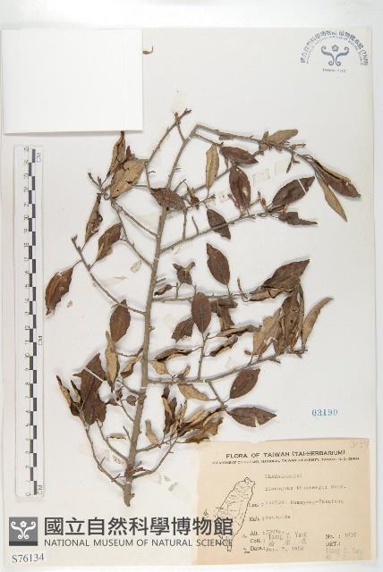 鄧氏胡頹子藏品圖，第1張