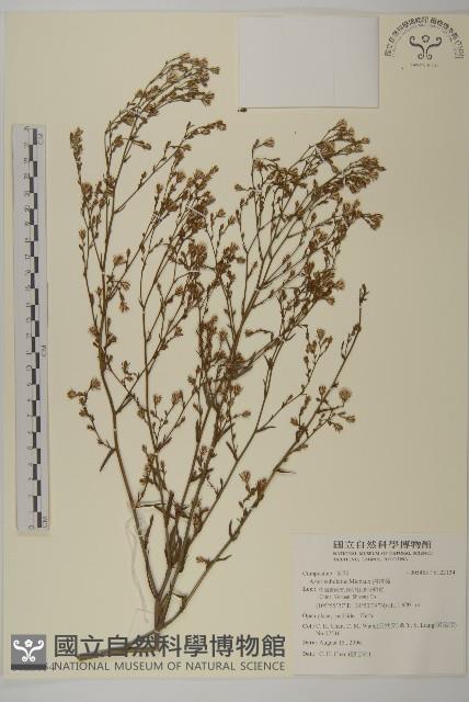 掃帚菊藏品圖，第1張