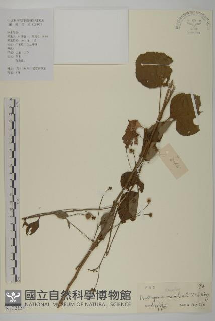 短冠東鳳菜藏品圖，第1張