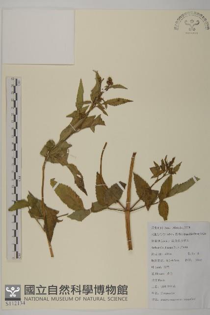 羽葉鬼針草藏品圖，第1張