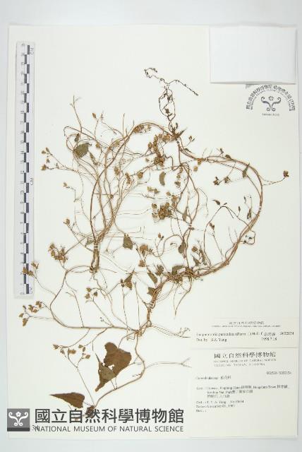 娥房藤藏品圖，第1張