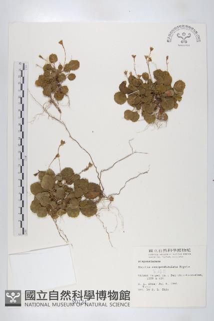 裂緣花藏品圖，第1張