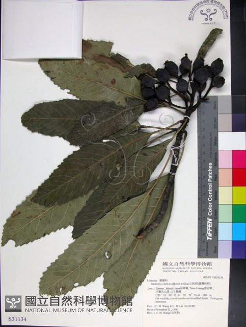 山枇杷、臺灣枇杷藏品圖，第1張