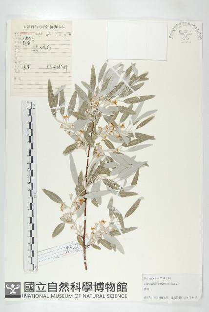 銀柳藏品圖，第1張