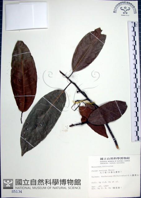 九重吹、九丁樹、脈葉榕、大葉九重吹藏品圖，第1張