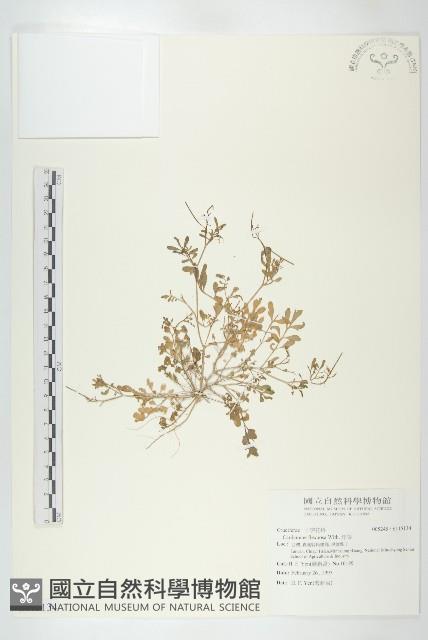 焊菜藏品圖，第1張