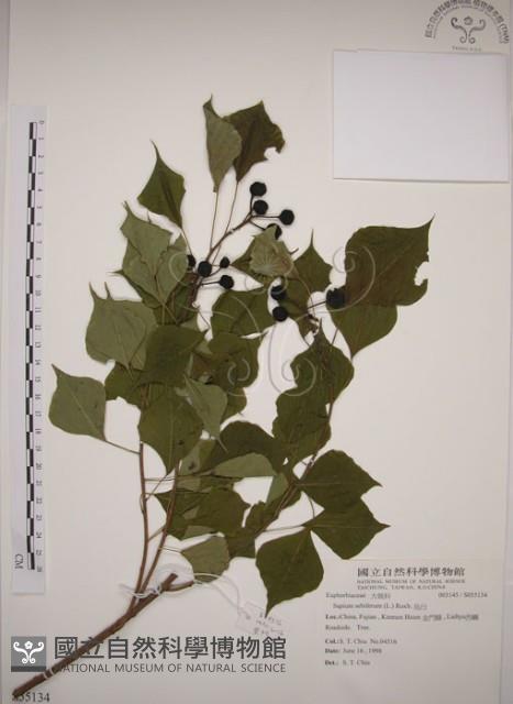 烏臼藏品圖，第1張