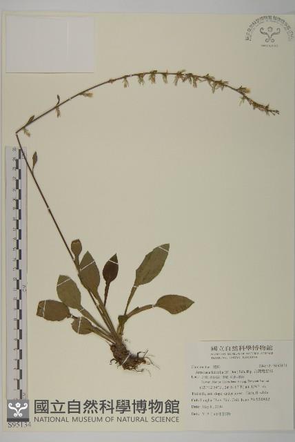 台灣鬼督郵藏品圖，第1張