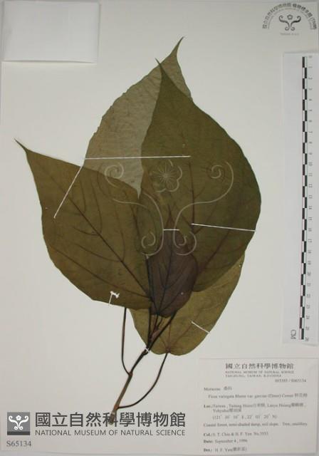 幹花榕藏品圖，第1張