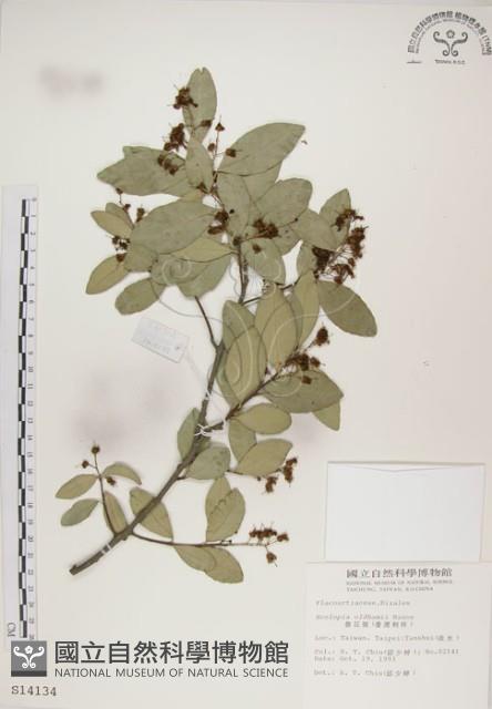 魯花樹藏品圖，第1張