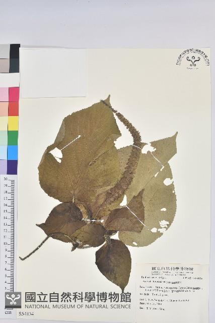 紅頭鐵莧、蘭嶼鐵莧藏品圖，第1張