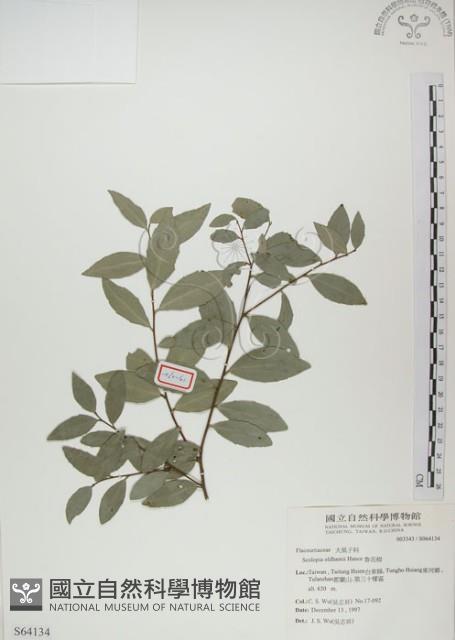 魯花樹藏品圖，第1張