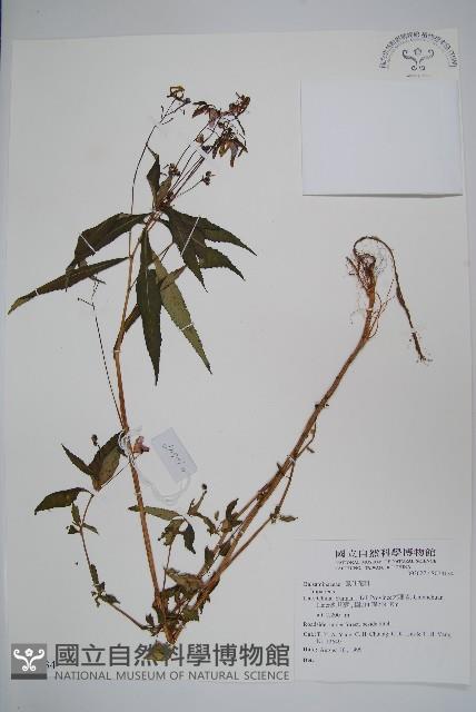 登錄號:S074134藏品圖，第1張