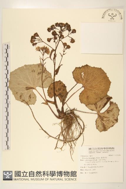 臺灣款冬藏品圖，第1張