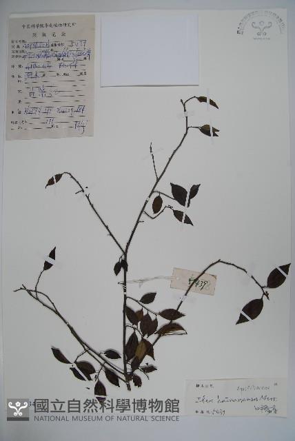 海南冬青藏品圖，第1張