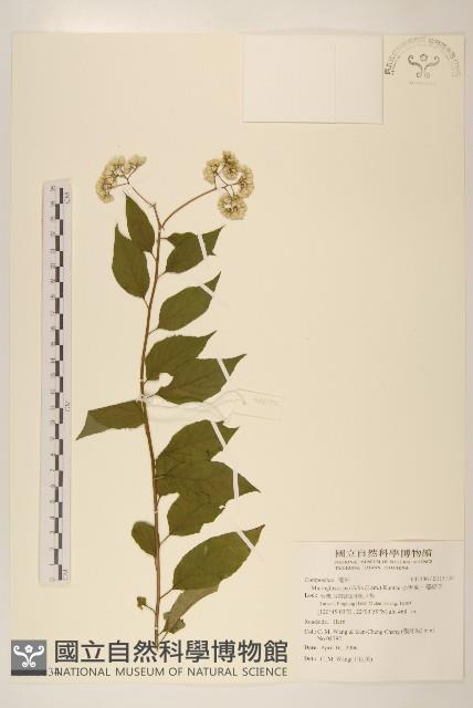 小舌菊、蔓綿菜藏品圖，第1張