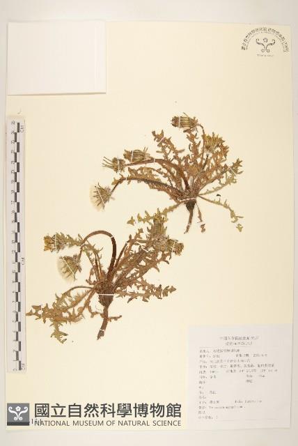 蒲公英藏品圖，第1張