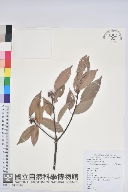 青剛櫟、鐵椆藏品圖，第1張